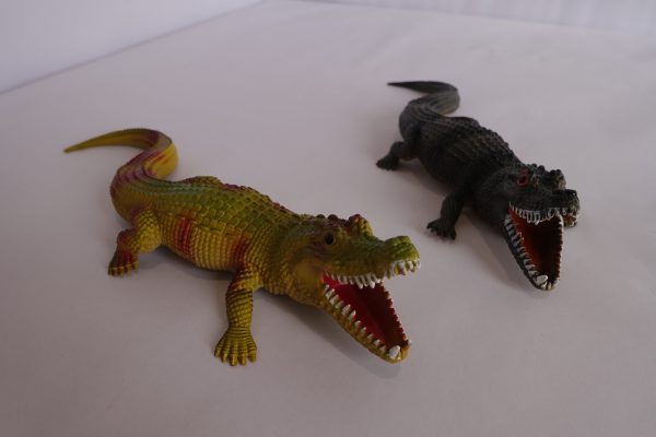 Alligator